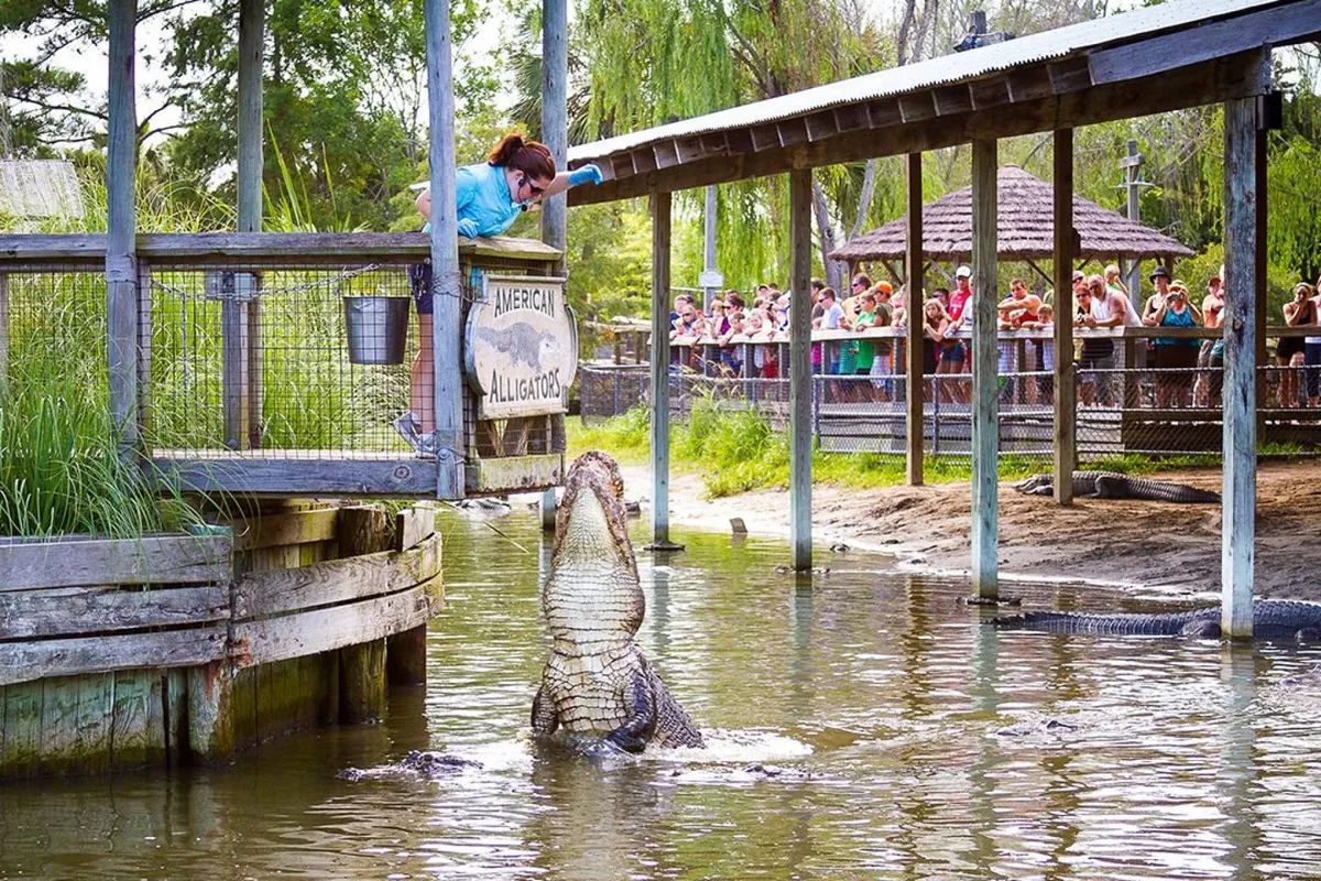 This exterior image captures a lively scene with a girl leaning over a railing as an alligator rises from the water below, while a crowd observes in the background. The setting is vibrant and outdoors, evoking a sense of adventure and unique local experiences.